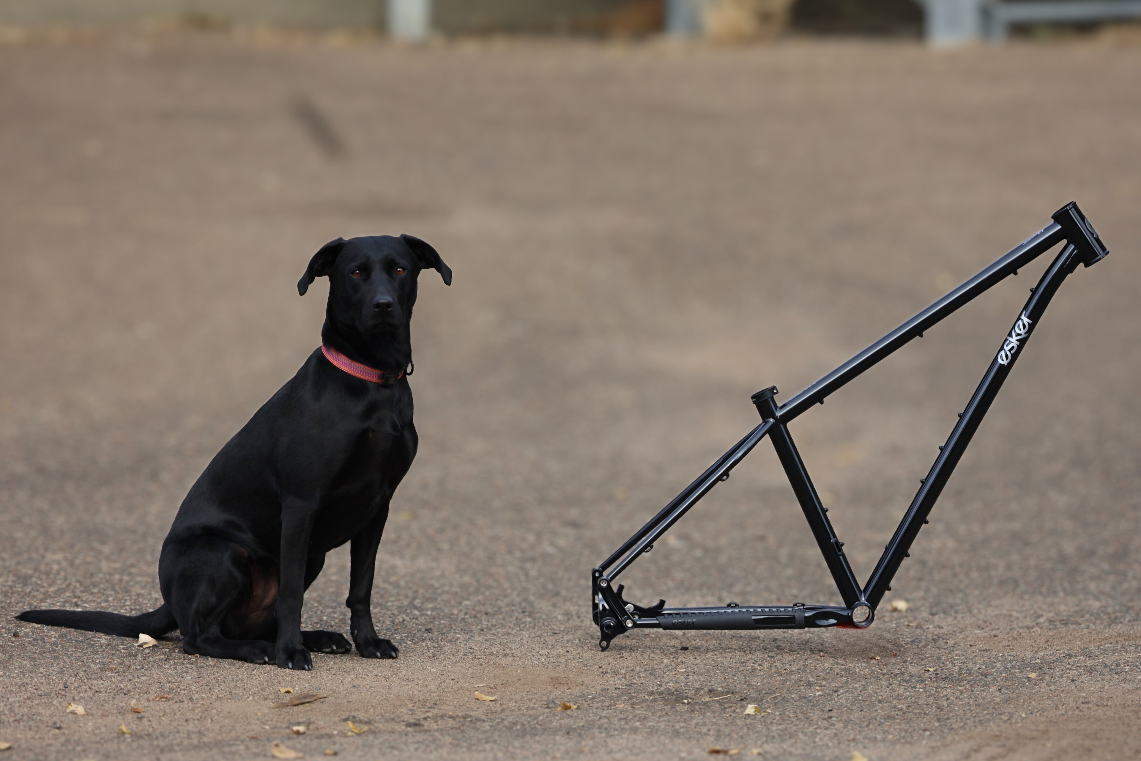 PAINT BLEM:  Japhy Frame (RORY NOT INCLUDED)